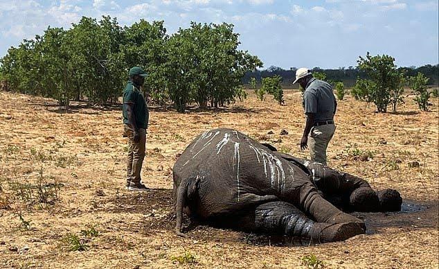 Zimbabwe has seen at least 100 elephant deaths in recent weeks due to drought;